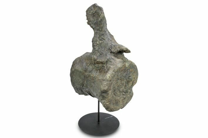 Fossil Sauropod Caudal Vertebra with Metal Stand - Colorado #335454